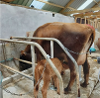 Cow with calf milking method, Dyfi Dairies